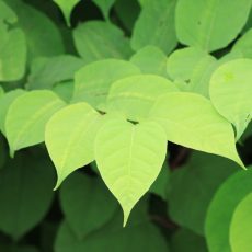 leaves