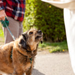Animal Strikes and the Law