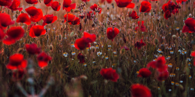Remembrance Day 2020